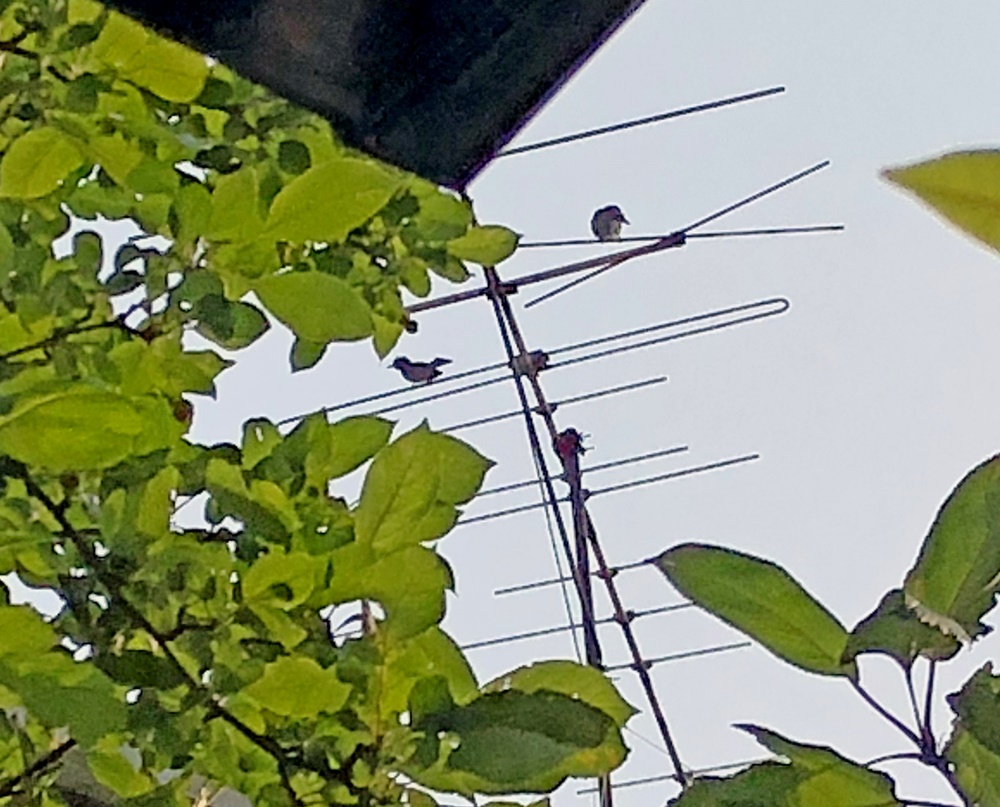 巣立ち
