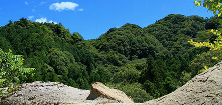 三島の大杉と清和県民の森里山体験ツアー　～終了しました～