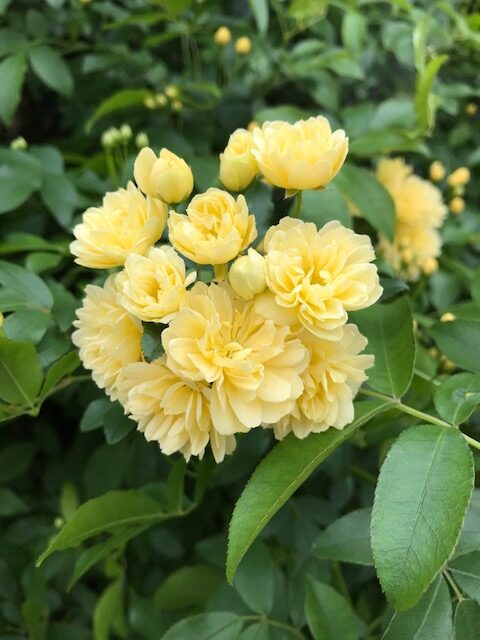 春におすすめの庭木 モッコウバラ 松戸市のタケワキ住宅建設